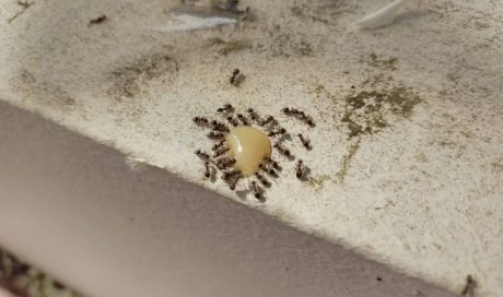 Traitement curatif de fourmies à Tours