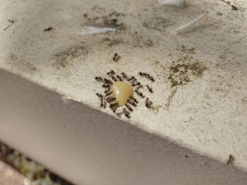 Traitement curatif de fourmies à Tours